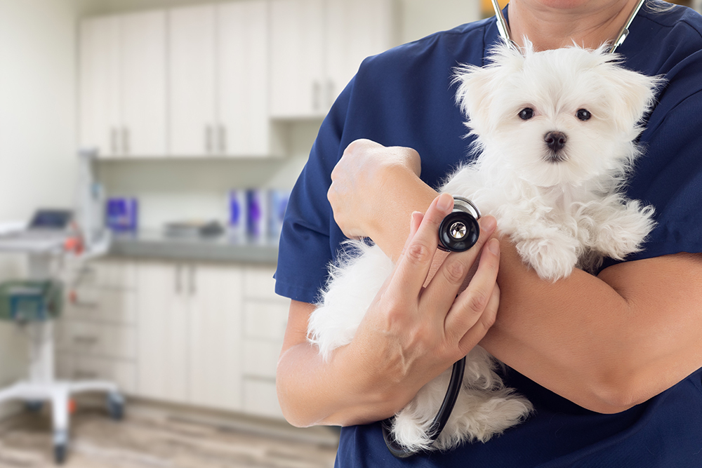 Veterinarian examining a small dog during a routine checkup at an animal clinic in Wales, WI