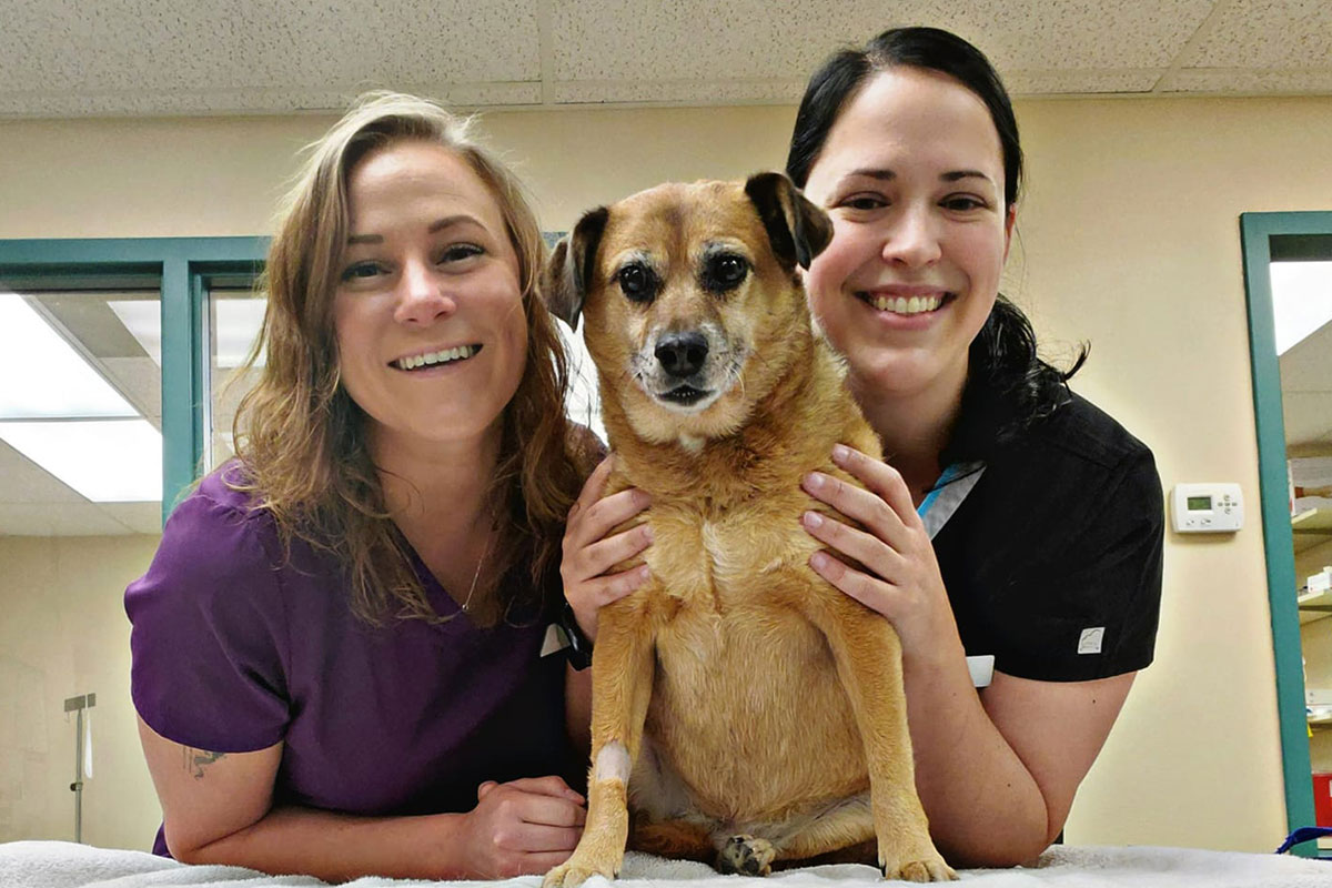 Healthy pet receiving wellness and preventive care services at Wales Animal Clinic
