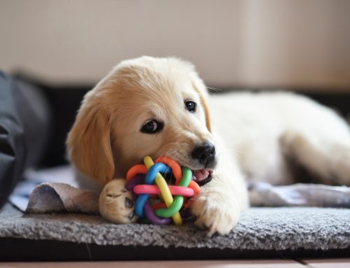 FAQs About Pet-Safe Chew Toys