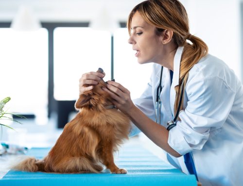Is Wellness Screening the Answer? Don’t Put Your Pet in Jeopardy