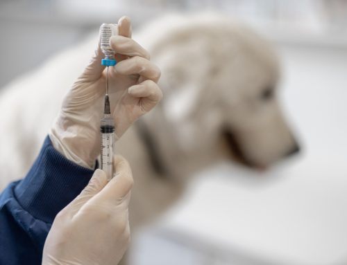 What Do My Pet’s Vaccines Protect Against?