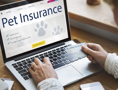 4 Pet Insurance Considerations