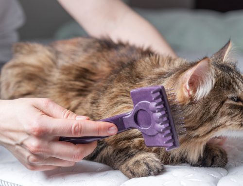 A Nose-to-Tail Makeover: At-Home Pet Grooming Tips