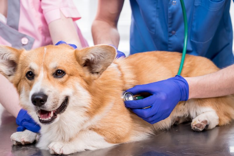 Early Detection of Chronic Kidney Disease in Pets