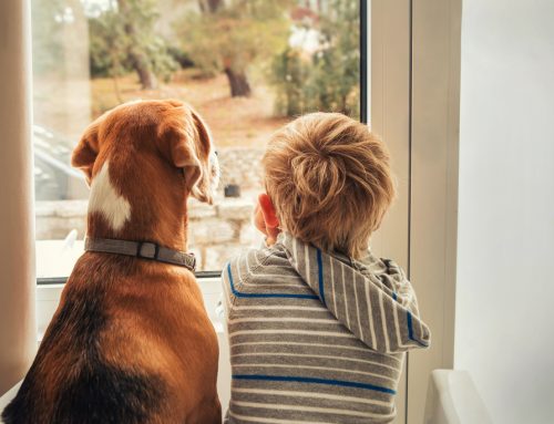 Do’s and Don’ts for Keeping Kids Safe Around Pets