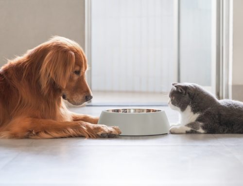 7 Conditions That Change Your Pet’s Eating and Drinking Habits