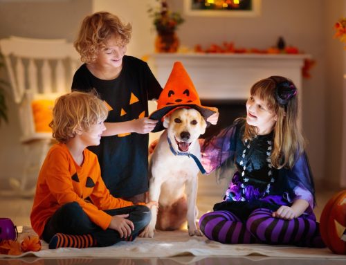 Spooky Season Safety: Protecting Your Pets This Halloween