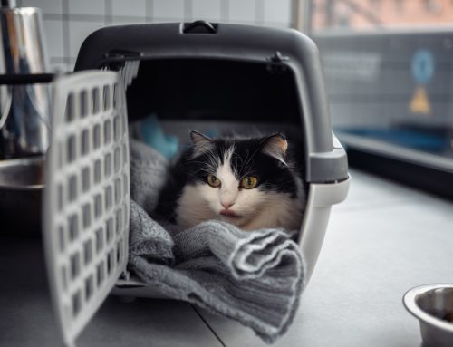 Transform Vet Visits: Tips to Make Your Pet’s Trip to the Wales Animal Clinic a Breeze