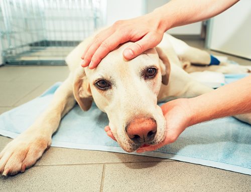 Recognizing and Easing Pet Stress: A Guide for Caring Owners