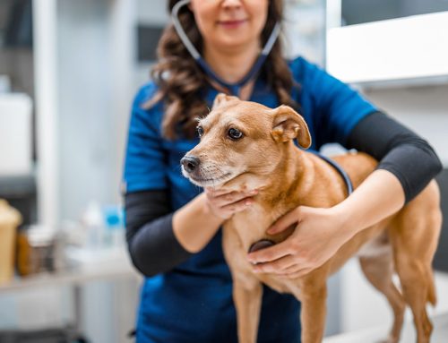 Low-Stress Veterinary Visits: How We Ensure Your Pet’s Comfort