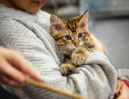 End-of-Life Care: Supporting Your Pet with Compassion and Dignity