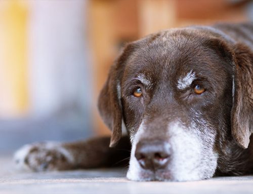 Managing Your Pet’s Chronic Pain with Holistic and Medical Care