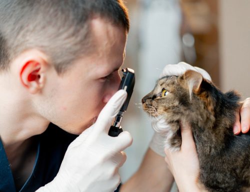 Eye Problems in Pets: Common Issues and Urgent Care Needs