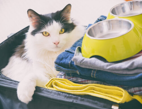 Diseases Your Pet Could Pick Up While Traveling