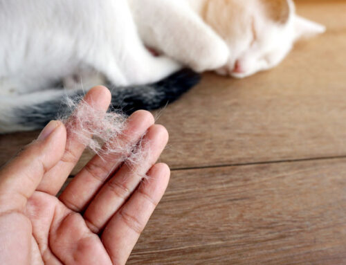 Hair Loss in Dogs and Cats: Identifying the Underlying Issues
