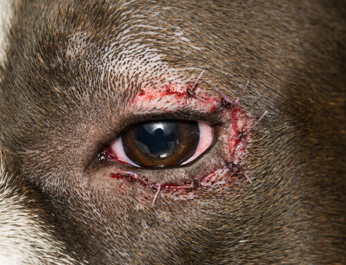 Entropion/Ectropion: Surgical Correction and Outcomes