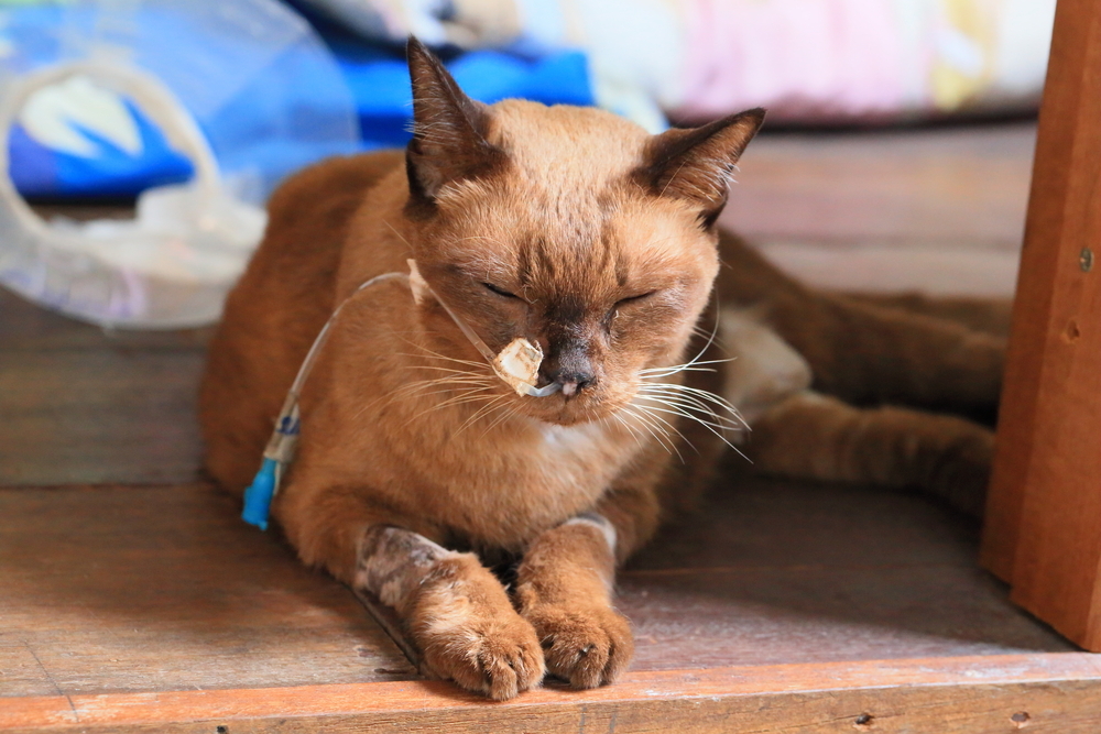 Elder Siamese cat looking weak and ill during cancer care — representing a pet undergoing modern cancer treatment options.