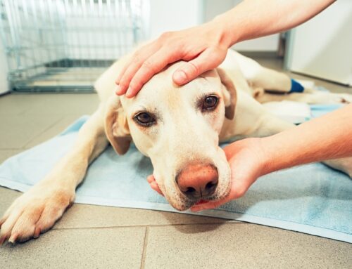 Common Pet Cancers: Early Detection and Treatment Options