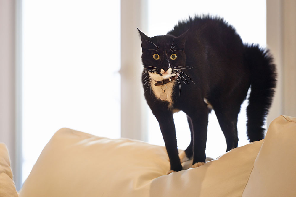 Startled tuxedo cat with an arched back and puffed-up fur standing on a sofa.
