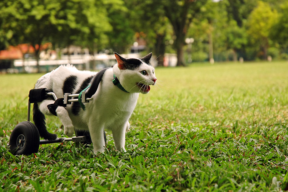 A black and white cat using a mobility wheelchair in a park.