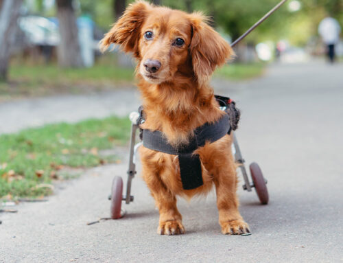 Assistive Devices: Harnesses, Carts, and Traction Aids
