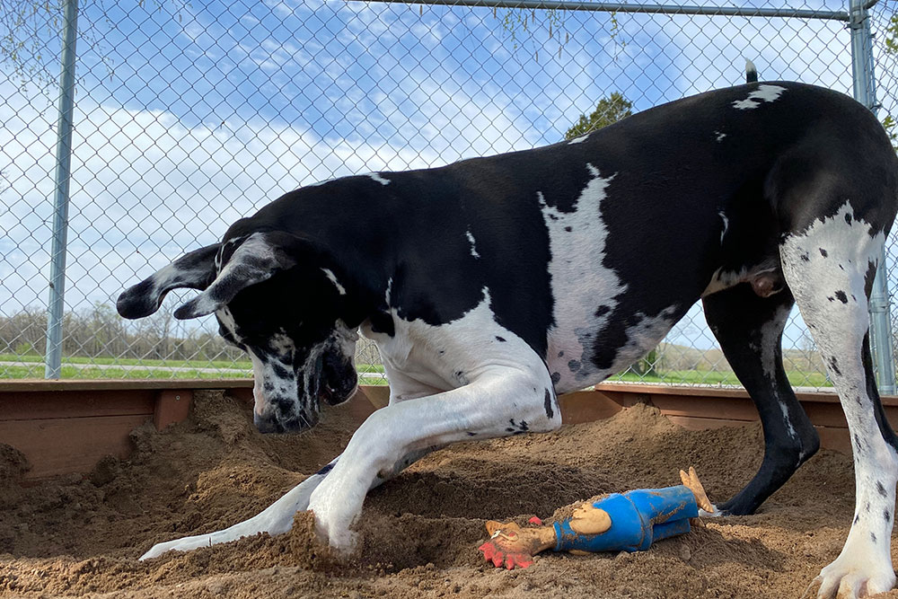 A black-and-white Great Dane digs in a sandbox with one paw while a small toy figure lies nearby, inside a fenced outdoor area under a blue sky.