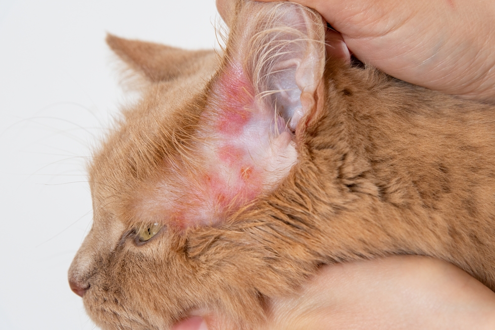 Close-up of a person holding a cat and showing a red irritated rash around the cat’s ear.