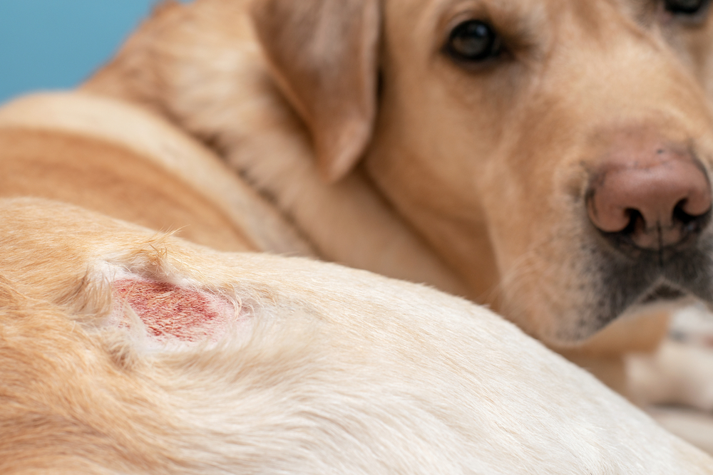 Close-up of a dog lying down with a red irritated patch of skin on its body.