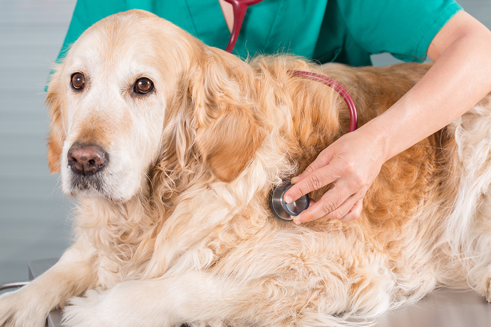 Veterinarian performing a wellness exam on a Golden Retriever dog at a clinic.