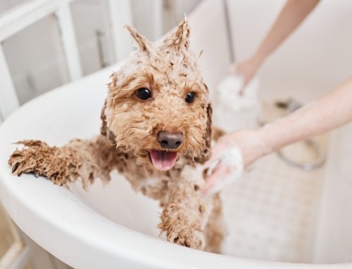 Sensitive-Skin Grooming: Shampoos, Rinses, and At-Home Plans