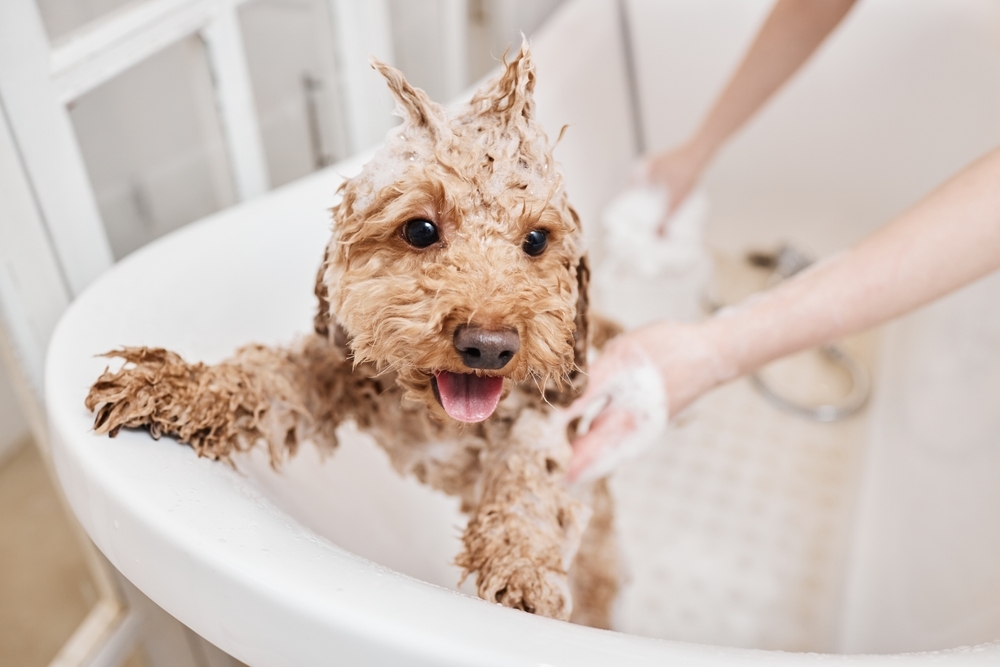 Fluffy brown dog in a bath, covered in soap suds with a playful expression. Someone is washing the dog's front paw, creating a joyful scene.